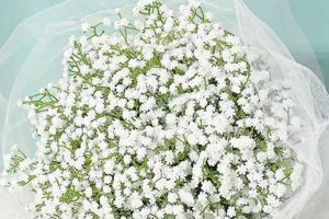 Best Places: Where to Buy Baby Breath Flowers [Guide] | Baby Care 101: Essential Tips for Happy, Healthy Babies