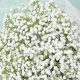 Best Places: Where to Buy Baby Breath Flowers [Guide] | Baby Care 101: Essential Tips for Happy, Healthy Babies