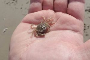 Tiny Azure Wonders: Baby Blue Crab Facts &amp; Care | Baby Care 101: Essential Tips for Happy, Healthy Babies