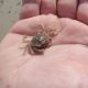 Tiny Azure Wonders: Baby Blue Crab Facts &amp; Care | Baby Care 101: Essential Tips for Happy, Healthy Babies
