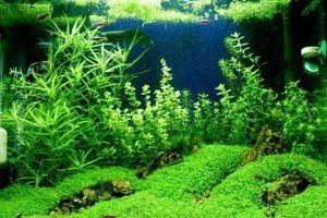 Dwarf Baby Tears Care Tips: A Thriving Guide + More! | Baby Care 101: Essential Tips for Happy, Healthy Babies