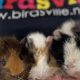 Buy Adorable Baby Guinea Pigs For Sale Near You! | Baby Care 101: Essential Tips for Happy, Healthy Babies