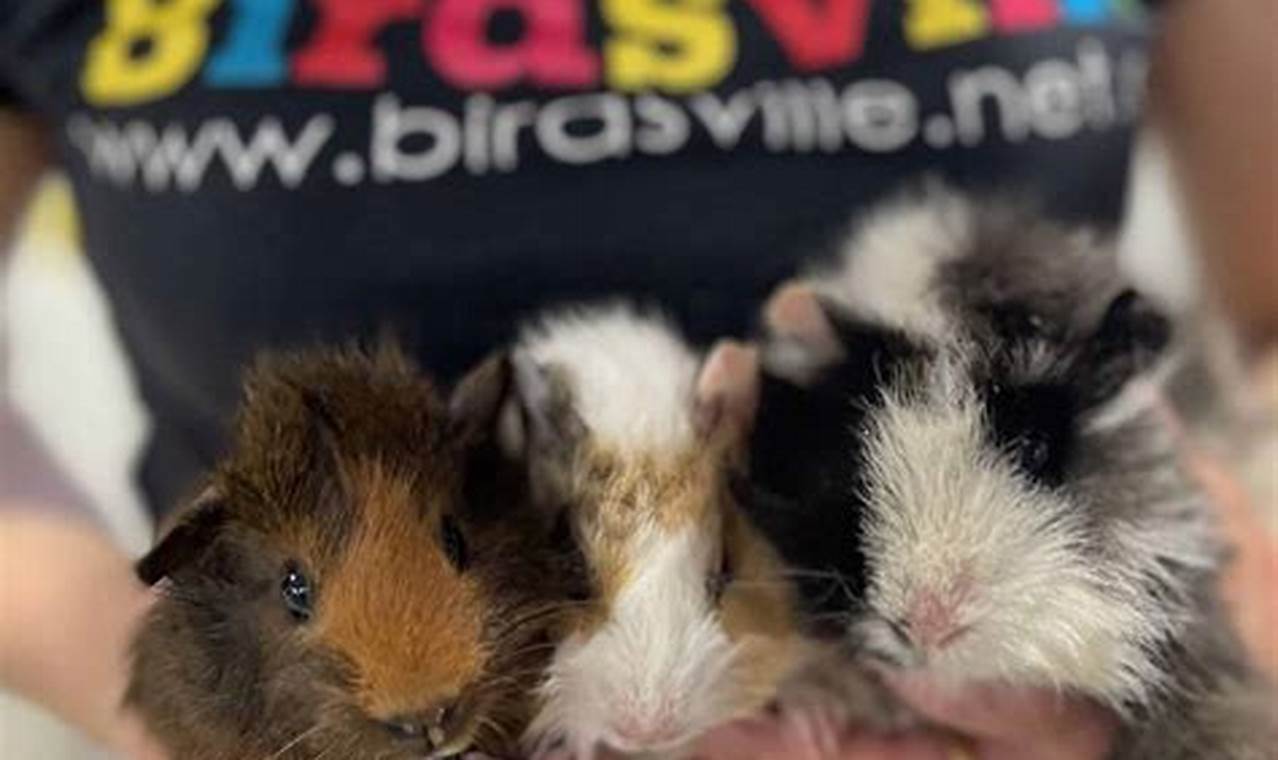 Buy Adorable Baby Guinea Pigs For Sale Near You! | Baby Care 101: Essential Tips for Happy, Healthy Babies