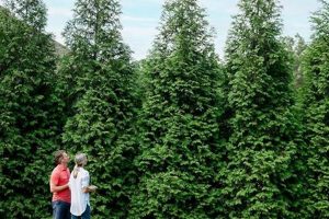 Growing Baby Giant Arborvitae: Tips & Care | Baby Care 101: Essential Tips for Happy, Healthy Babies