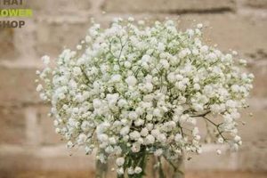 Baby's Breath: How Long Does It Last Out of Water? Flower Guide | Baby Care 101: Essential Tips for Happy, Healthy Babies