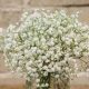 Baby's Breath: How Long Does It Last Out of Water? Flower Guide | Baby Care 101: Essential Tips for Happy, Healthy Babies