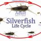 Silverfish Baby: Tiny Pests, Big Problems? [Guide] | Baby Care 101: Essential Tips for Happy, Healthy Babies