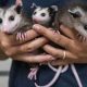 Guide: How to Care for a Baby Opossum (Safely!) | Baby Care 101: Essential Tips for Happy, Healthy Babies