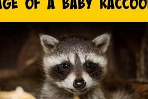 Baby Raccoon Age: How to Tell How Old a Baby Raccoon Is +Tips | Baby Care 101: Essential Tips for Happy, Healthy Babies