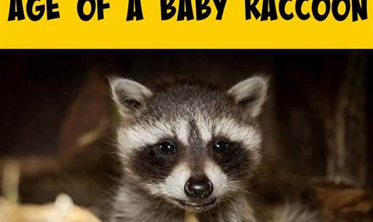 Baby Raccoon Age: How to Tell How Old a Baby Raccoon Is +Tips | Baby Care 101: Essential Tips for Happy, Healthy Babies