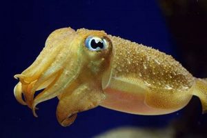Tiny Wonders: Baby Cuttlefish Secrets Revealed | Baby Care 101: Essential Tips for Happy, Healthy Babies