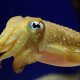 Tiny Wonders: Baby Cuttlefish Secrets Revealed | Baby Care 101: Essential Tips for Happy, Healthy Babies