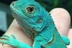 Amazing Baby Blue Iguana: Facts, Care & Conservation | Baby Care 101: Essential Tips for Happy, Healthy Babies