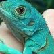 Amazing Baby Blue Iguana: Facts, Care & Conservation | Baby Care 101: Essential Tips for Happy, Healthy Babies