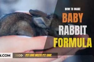 Complete Baby Rabbit Formula Guide: Feeding Kits Right Baby Care 101: Essential Tips for Happy, Healthy Babies Complete Baby Rabbit Formula Guide: Feeding Kits Right | Baby Care 101: Essential Tips for Happy, Healthy Babies