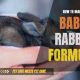 Complete Baby Rabbit Formula Guide: Feeding Kits Right | Baby Care 101: Essential Tips for Happy, Healthy Babies