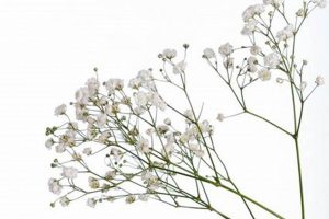 Baby's Breath Stem Secrets: Care & Floral Design Tips Baby Care 101: Essential Tips for Happy, Healthy Babies Baby's Breath Stem Secrets: Care & Floral Design Tips | Baby Care 101: Essential Tips for Happy, Healthy Babies