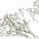 Baby's Breath Stem Secrets: Care & Floral Design Tips | Baby Care 101: Essential Tips for Happy, Healthy Babies