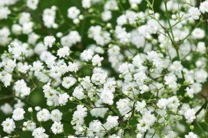Baby's Breath: Airy Flower Alternatives + Ideas Baby Care 101: Essential Tips for Happy, Healthy Babies Baby's Breath: Airy Flower Alternatives + Ideas | Baby Care 101: Essential Tips for Happy, Healthy Babies