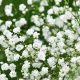 Baby's Breath: Airy Flower Alternatives + Ideas | Baby Care 101: Essential Tips for Happy, Healthy Babies