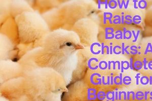 Guide: How to Raise Baby Chicks (Beginner's Tips!) | Baby Care 101: Essential Tips for Happy, Healthy Babies