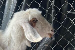 Help! My 4-Day-Old Baby Goat Won't Eat: Solutions & Tips Baby Care 101: Essential Tips for Happy, Healthy Babies Help! My 4-Day-Old Baby Goat Won't Eat: Solutions & Tips | Baby Care 101: Essential Tips for Happy, Healthy Babies