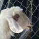 Help! My 4-Day-Old Baby Goat Won't Eat: Solutions & Tips | Baby Care 101: Essential Tips for Happy, Healthy Babies