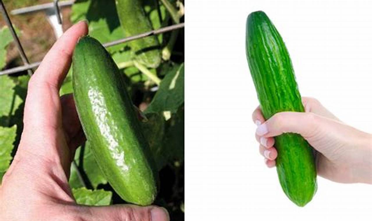 Growing Great Baby Cucumbers: Tips & Varieties Baby Care 101: Essential Tips for Happy, Healthy Babies Growing Great Baby Cucumbers: Tips & Varieties | Baby Care 101: Essential Tips for Happy, Healthy Babies