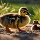 Baby Ducks Outside? When Can Ducklings Go Outside Safely | Baby Care 101: Essential Tips for Happy, Healthy Babies