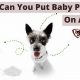 Baby-Safe? Can You Put Baby Powder on Dogs? [Risks] | Baby Care 101: Essential Tips for Happy, Healthy Babies