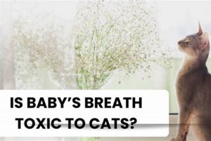 Plant Dangers: Are Baby Breath Toxic to Cats? + Safe Alternatives Baby Care 101: Essential Tips for Happy, Healthy Babies Plant Dangers: Are Baby Breath Toxic to Cats? + Safe Alternatives | Baby Care 101: Essential Tips for Happy, Healthy Babies