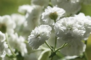 Grow Beautiful Baby's Breath Early Snowball - Easy Care! | Baby Care 101: Essential Tips for Happy, Healthy Babies