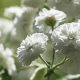 Grow Beautiful Baby's Breath Early Snowball - Easy Care! | Baby Care 101: Essential Tips for Happy, Healthy Babies