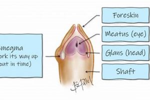 Baby Skin Pearls: Caring for Circumcised Baby's Penis Baby Care 101: Essential Tips for Happy, Healthy Babies Baby Skin Pearls: Caring for Circumcised Baby's Penis | Baby Care 101: Essential Tips for Happy, Healthy Babies