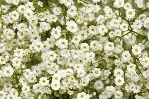 Buy Million Star Baby's Breath: Care &amp; Bouquets | Baby Care 101: Essential Tips for Happy, Healthy Babies