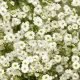 Buy Million Star Baby's Breath: Care &amp; Bouquets | Baby Care 101: Essential Tips for Happy, Healthy Babies