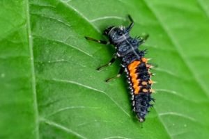 Tiny Titans: Attracting Baby Lady Bugs to Your Garden | Baby Care 101: Essential Tips for Happy, Healthy Babies