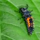 Tiny Titans: Attracting Baby Lady Bugs to Your Garden | Baby Care 101: Essential Tips for Happy, Healthy Babies