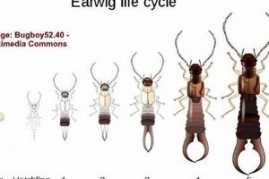 Identifying Baby Pincher Bug Nymphs: Control & Info | Baby Care 101: Essential Tips for Happy, Healthy Babies