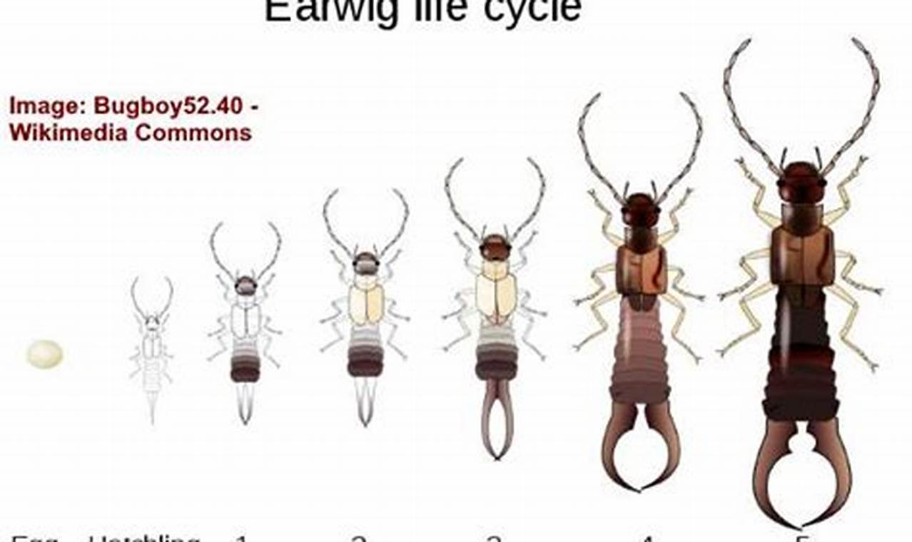 Identifying Baby Pincher Bug Nymphs: Control & Info | Baby Care 101: Essential Tips for Happy, Healthy Babies