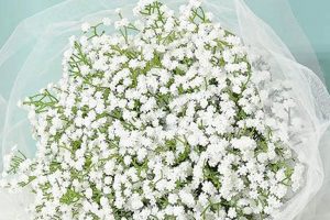 Luxury: Baby's Breath Silk Fabric + Care Tips | Baby Care 101: Essential Tips for Happy, Healthy Babies