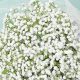 Luxury: Baby's Breath Silk Fabric + Care Tips | Baby Care 101: Essential Tips for Happy, Healthy Babies