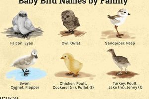 Identifying Baby Bird Names: A Photo Guide + More | Baby Care 101: Essential Tips for Happy, Healthy Babies