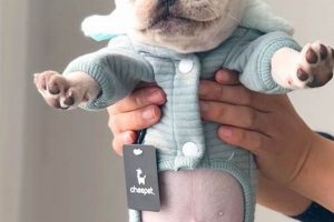 Cute French Bulldog Baby Clothes: Outfits & More! | Baby Care 101: Essential Tips for Happy, Healthy Babies