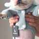 Cute French Bulldog Baby Clothes: Outfits & More! | Baby Care 101: Essential Tips for Happy, Healthy Babies