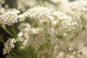 Baby's Breath Meaning: What Does Baby's Breath Symbolize? | Baby Care 101: Essential Tips for Happy, Healthy Babies