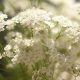 Baby's Breath Meaning: What Does Baby's Breath Symbolize? | Baby Care 101: Essential Tips for Happy, Healthy Babies