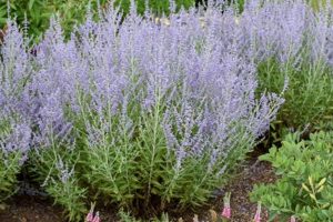 Grow Gorgeous: Russian Sage Blue Jean Baby Care Tips! | Baby Care 101: Essential Tips for Happy, Healthy Babies