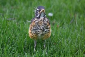 Baby Robin Care: A Guide on How to Care for One + Tips | Baby Care 101: Essential Tips for Happy, Healthy Babies