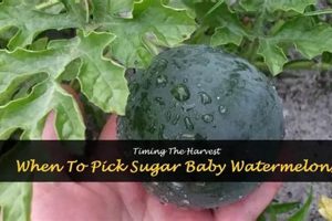 Baby's First Sugar Baby Watermelon: When to Pick? | Baby Care 101: Essential Tips for Happy, Healthy Babies